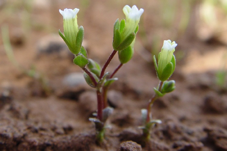 Two small individuals of Boggs Lake hedge-hyssop growing in volcanic soil