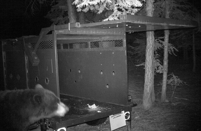 black bear at night outside of a large metal bear trap