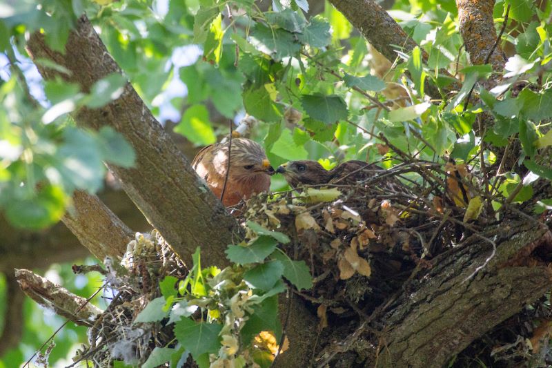 Adult hawk feeding young hawk in tree