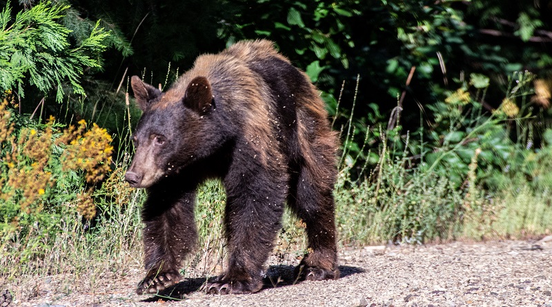A black bear walks a Forest Service dirt road.