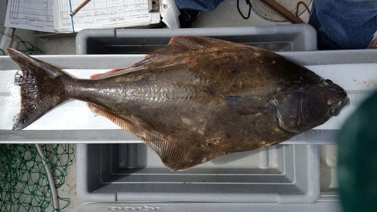 A freshly caught Pacific Halibut is measured on the boat deck.