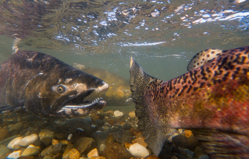 Chinook salmon swim underwater in the American River.