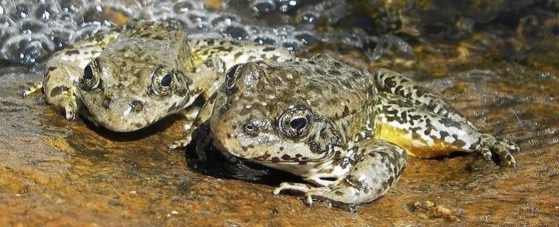 2 frogs on the edge of a stream