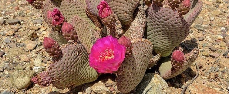 cactus with bright pink flowers