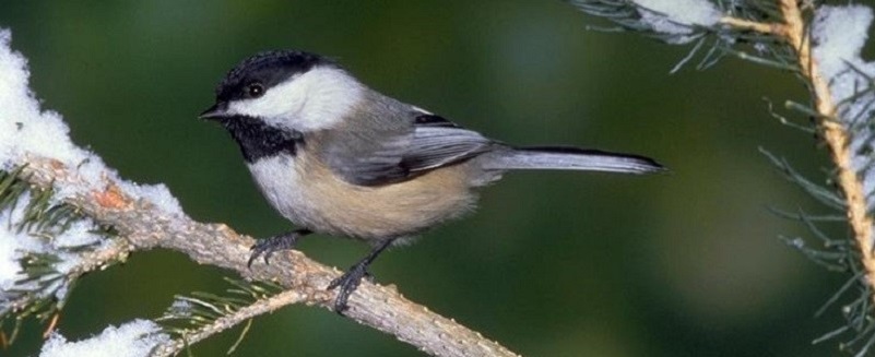 a small black white and tan songbird