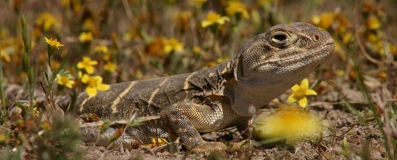 large brown lizard with yellow flowers