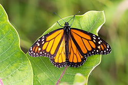 monarch butterfly on a milkweed leaf