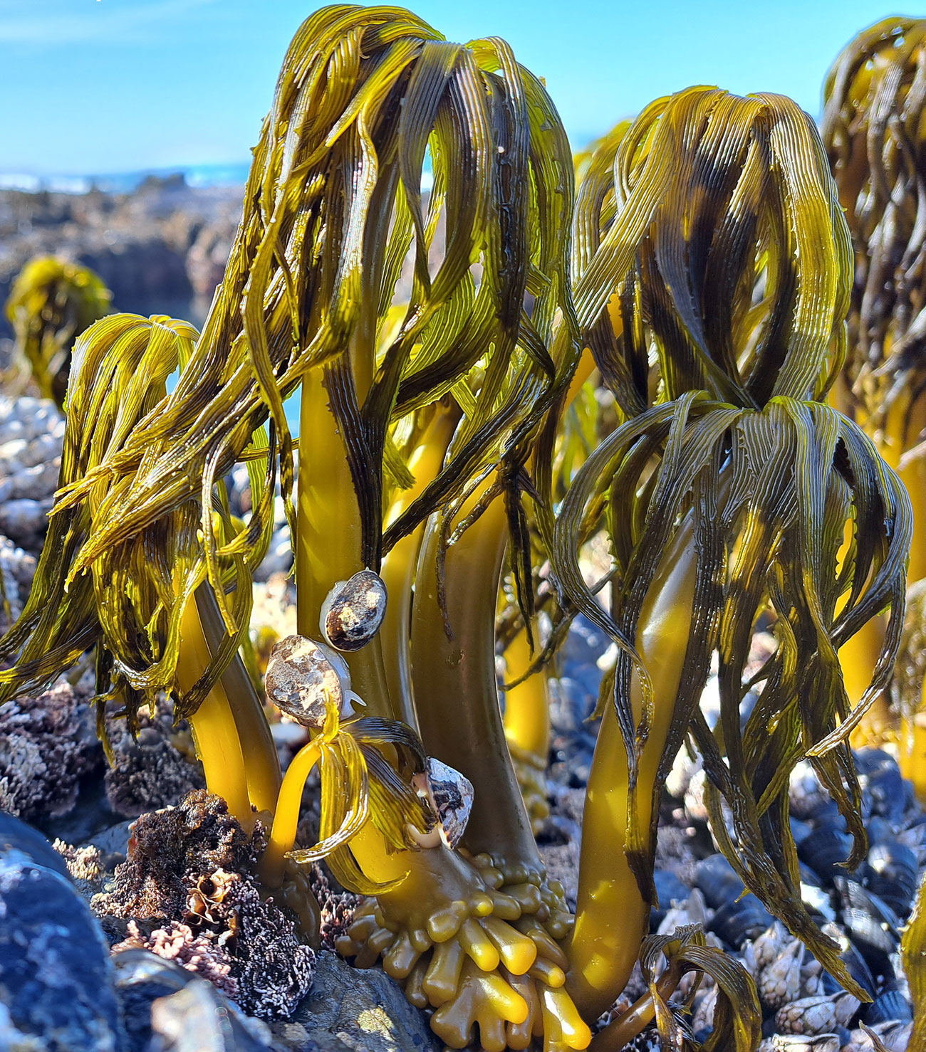 Commonly Harvested Kelp and Other Marine Algae