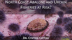 The Perfect Storm: North Coast Abalone and Urchin Fisheries at Risk?