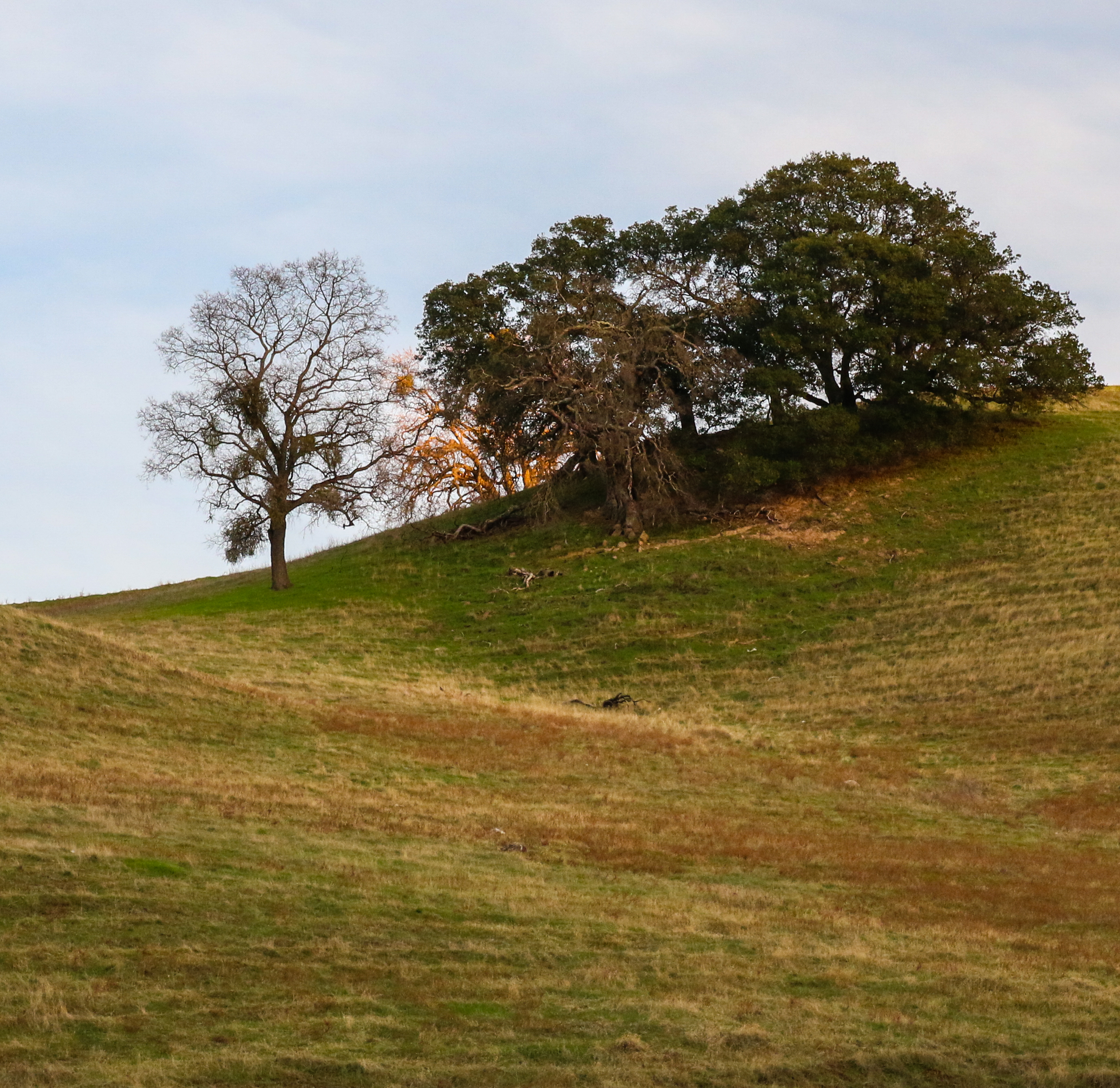 Oak trees and grassland on rolling foothills
