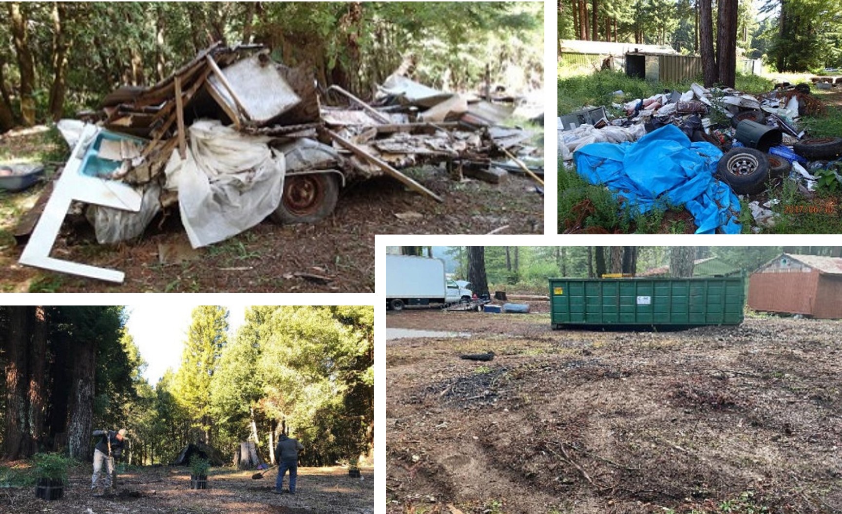 Trash piles at an illegal grow near the Mattole River (top left and right), garbage and refuse organized for disposal (bottom right), and replanting efforts of 160 Sequoia sempervirens (bottom left)