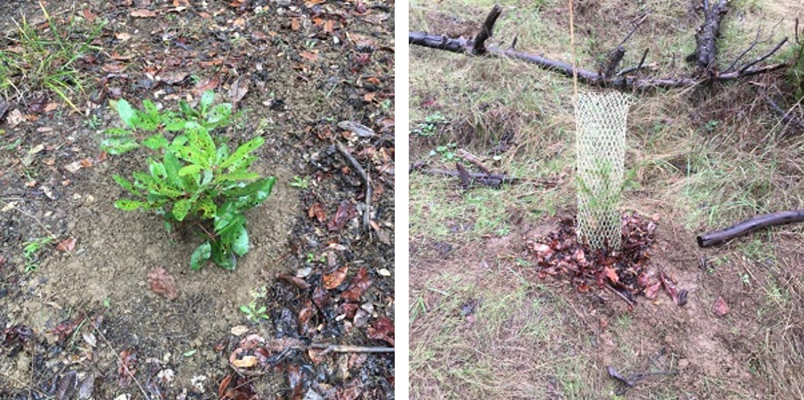young madrone and conifer planted in the Bull Creek Watershed 