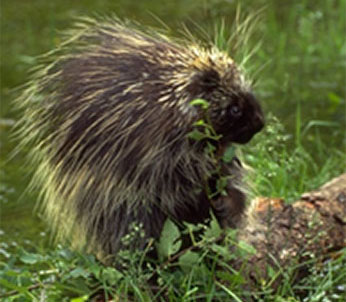 Photo of Porcupine by Gerald and Buff Corsi