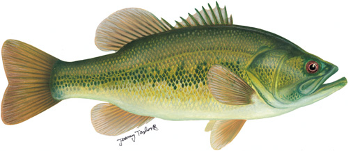 largemouth bass illustration by Jeremy Taylor