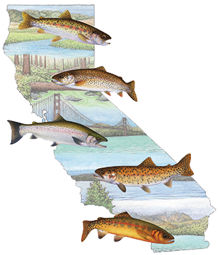 illustrations of trout and California scenery by Tim Gunther
