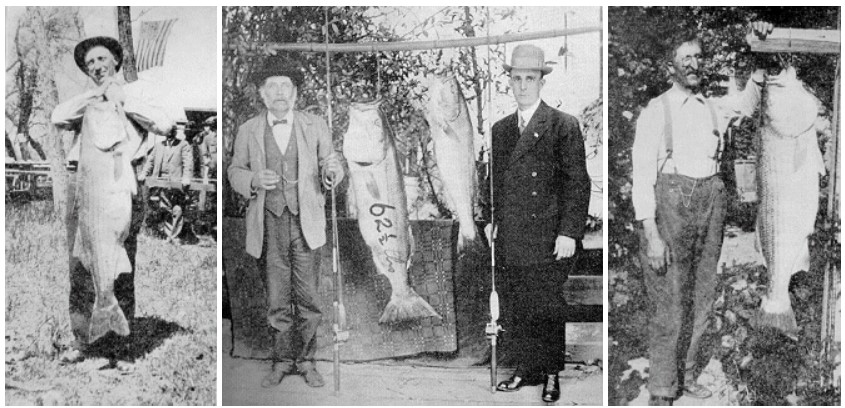 early 20th century photos of men with striped bass