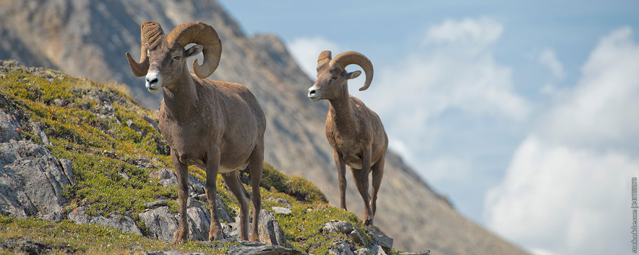 two bighorn sheep on steep mountain slope