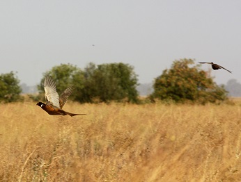 Two ring-necked pheasants flying