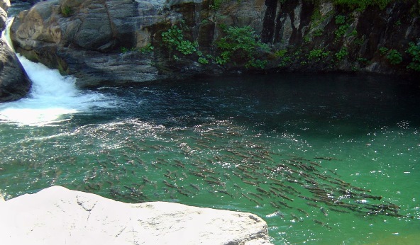 Figure 1: Photo of adult spring-run Chinook Salmon holding in a deep pool in Butte Creek