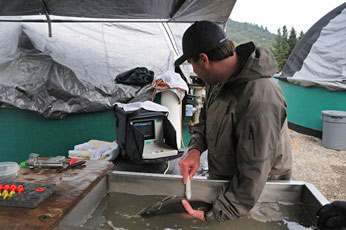 Figure 1: Program lead, Ben White (ACOE) examines adult coho salmon using ultrasound.