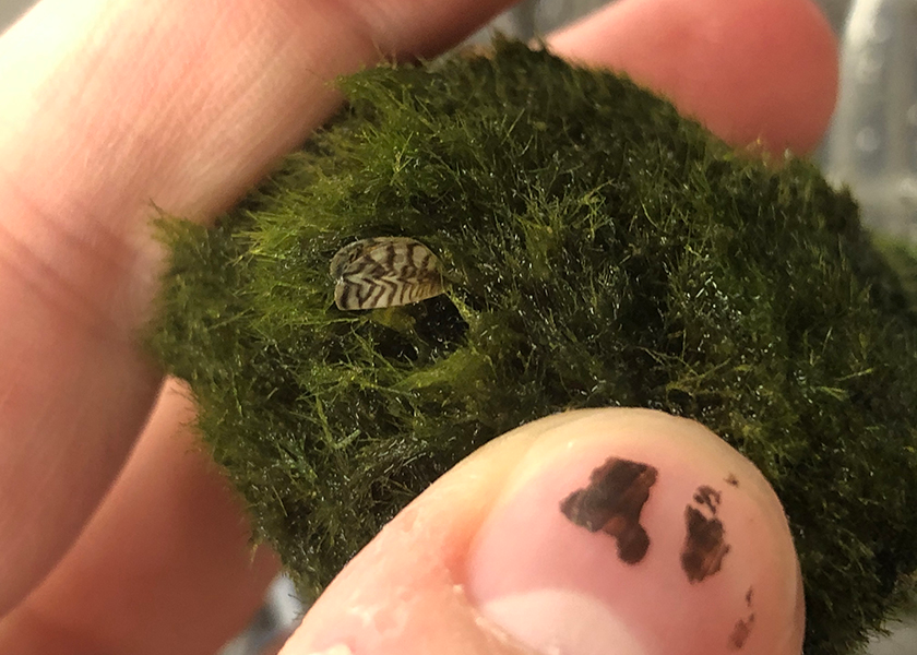 zebra mussel on a moss ball