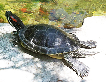 An adult red-eared slider basking on a warm rock
