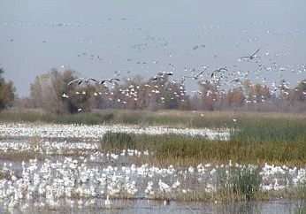 birds floating on and flying above marsh