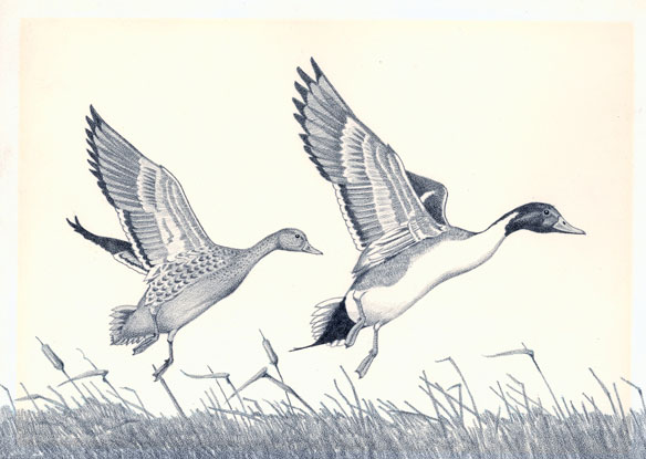 drawing of male and female pintail ducks flying out of tule reeds