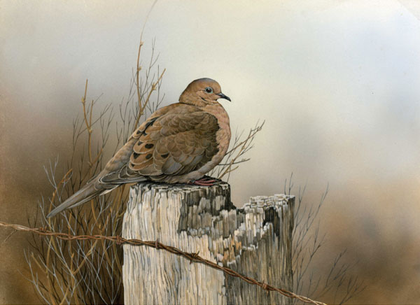 Mourning dove (Zenaida macroura) 1 individual sitting on a stump - click to enlarge in new window