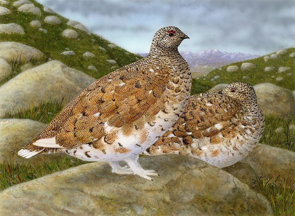 2018 white-tailed ptarmigan Jeffrey Klinefelter - click to enlarge in new window
