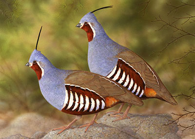 mountain quail - click to enlarge in new tab