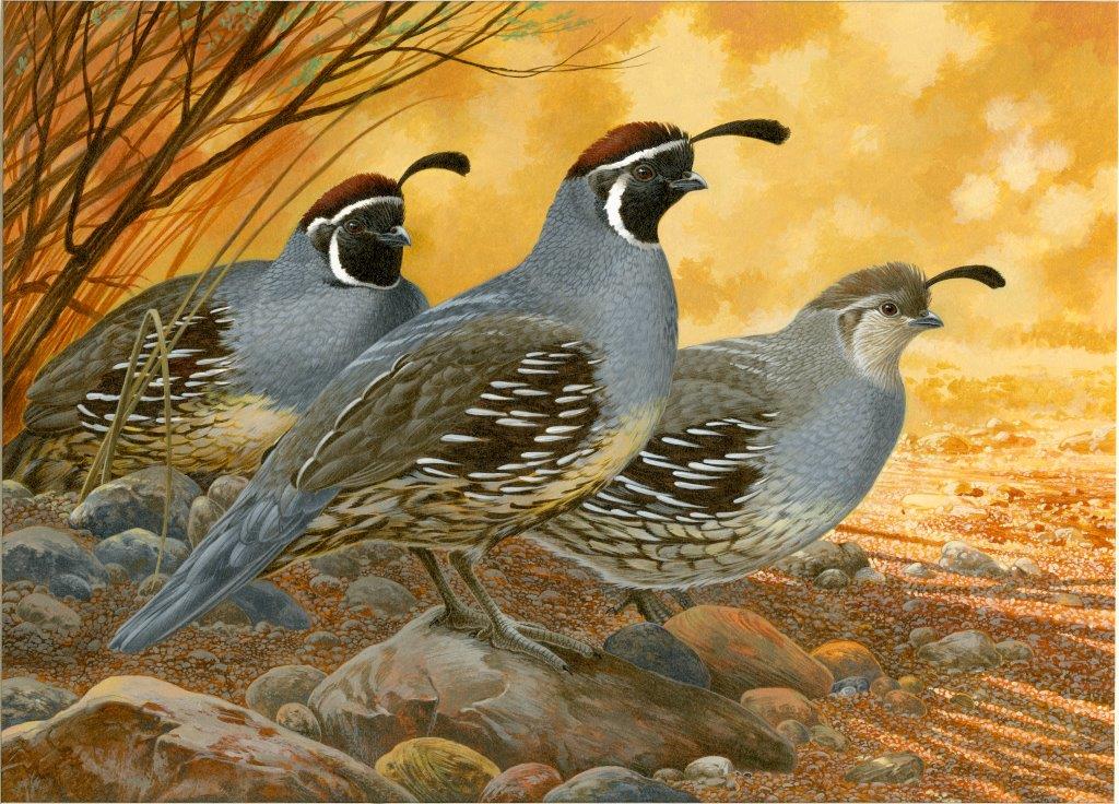 Gambel's quail (Callipepla gambelii) 2 males and 1 female among rocks with orange background - click to enlarge in new window