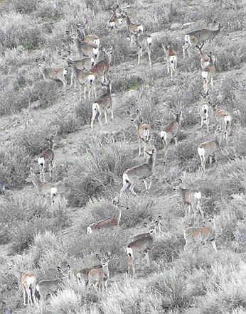Mule deer group foraging in Round Valley