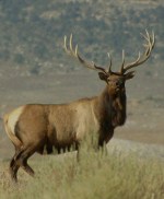 tule elk looking sideways