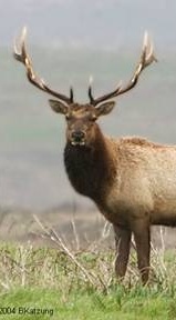 head and front quarters of large male tule elk