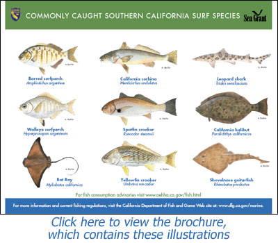 Commonly Caught Southern California Surf Species - open PDF in new tab