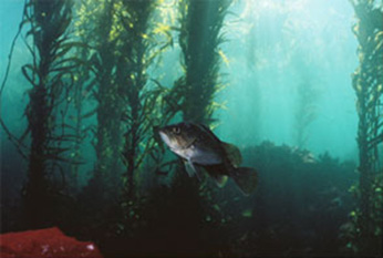 Rockfish swimming in a kelp forest.