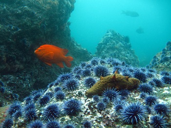 a garibaldi fish swims above dozens of purple sea urchins and a warty sea cucumber adhering to rocks