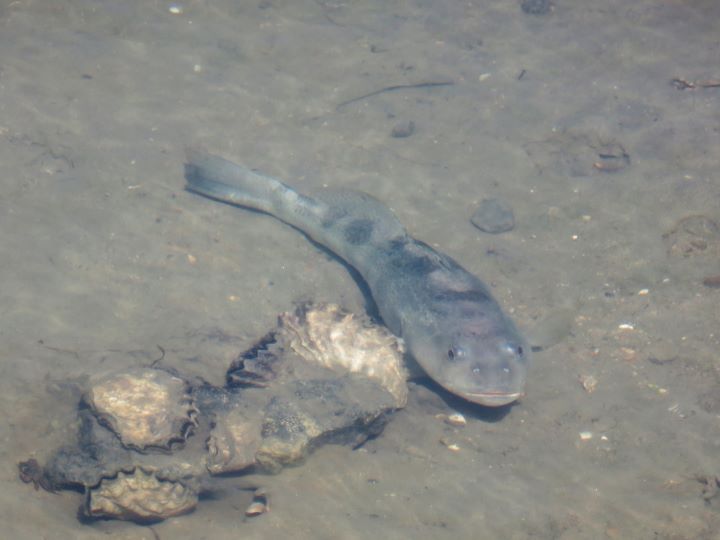 fish and oysters in shallow water