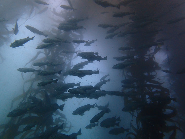 school of fish in kelp forest