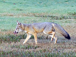 a healthy San Joaquin kit fox walks on a grassy field
