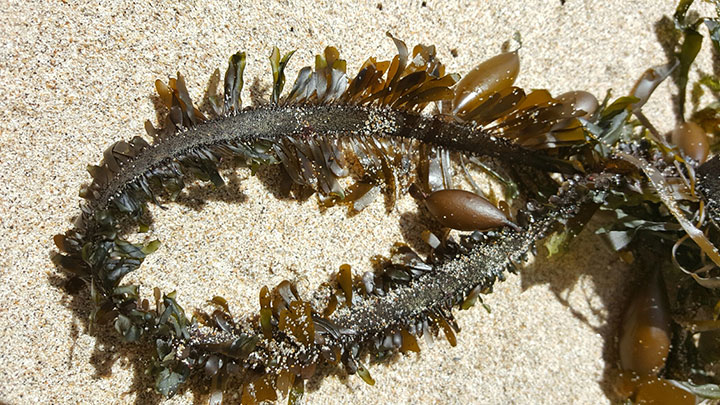 fringed seaweed with float bulbs lying on the sand
