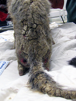 the mange-ravaged back and tail of a kit fox, with bloodied thighs