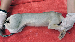 a kit fox with fur returning to normal after treatment for mange