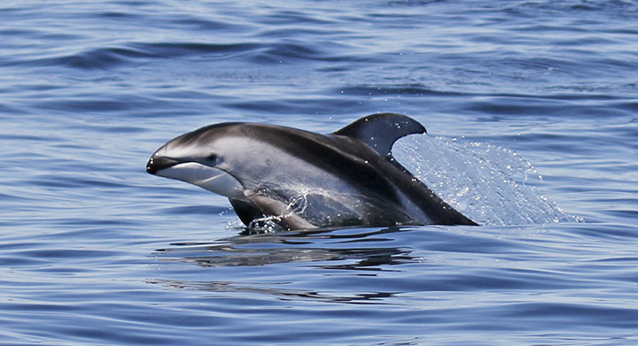 breaching dolphin