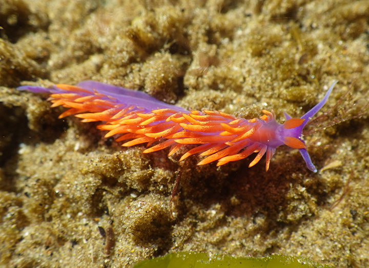 bright ping and orange sea slug on sandy substrate