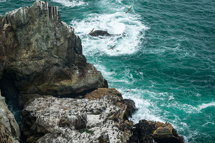 birds on steep oceanside rocks and cliff