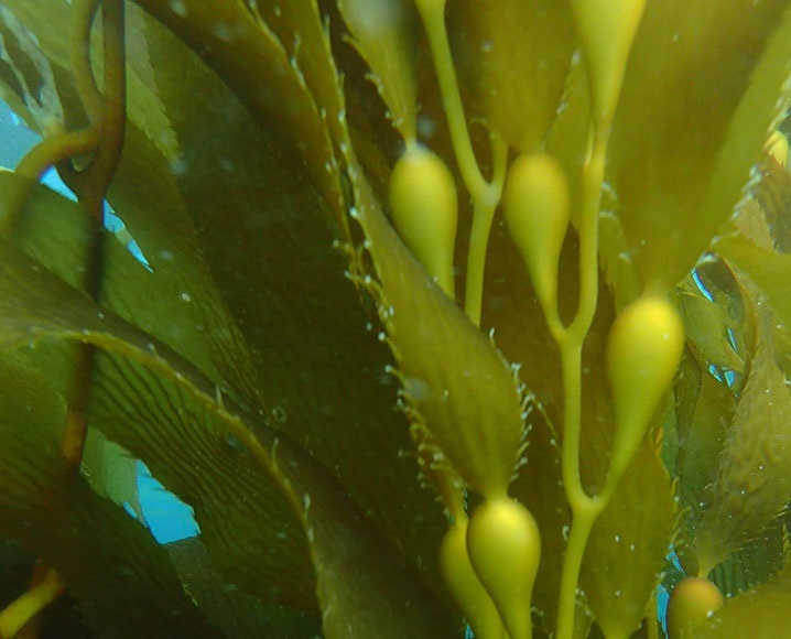 blue ocean water peeks through long blades of giant kelp, a central stem branches off with rounded gas bladders attached