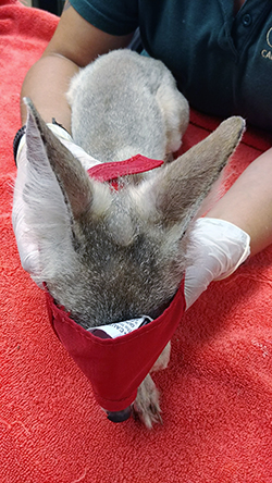 healthy-looking San Joaquin kit fox after treatment for mange