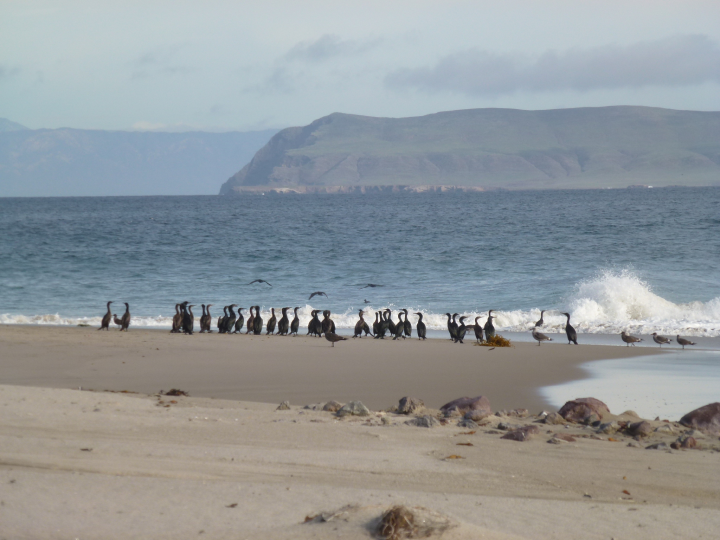 Brandt's cormorants and gulls on the beach